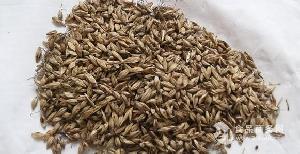 麥芽精 麥芽精價(jià)格 報(bào)價(jià) 麥芽精品牌廠家